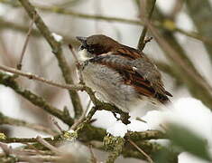 Moineau domestique