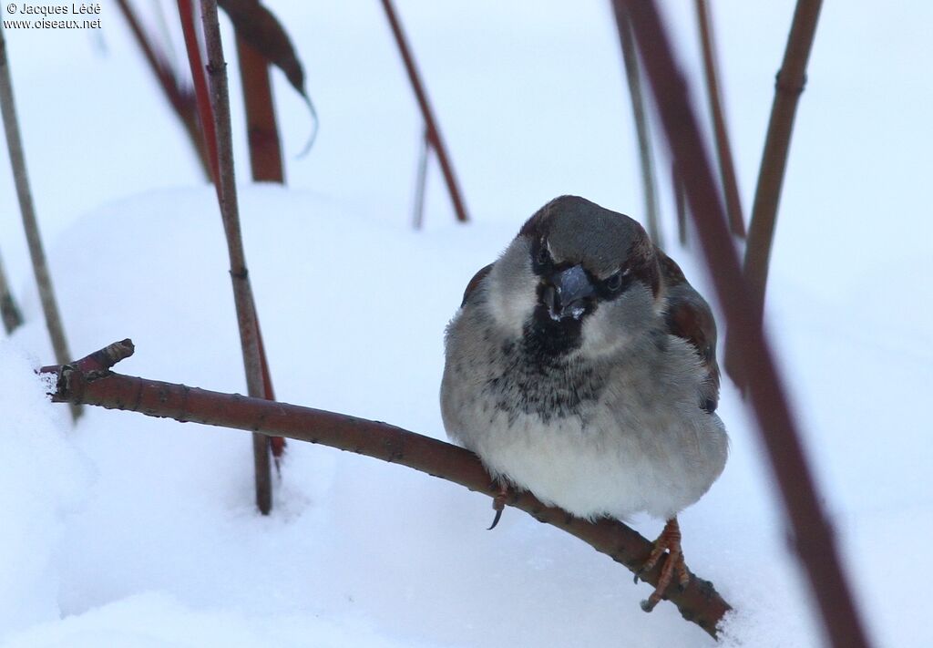 Moineau domestique