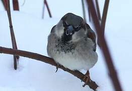 House Sparrow