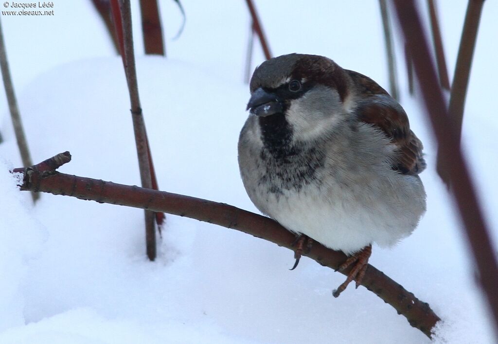 House Sparrow