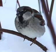 House Sparrow