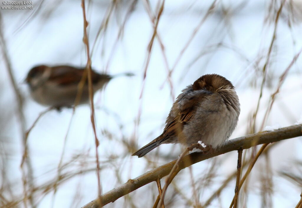 Moineau domestique