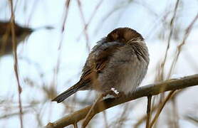 Moineau domestique