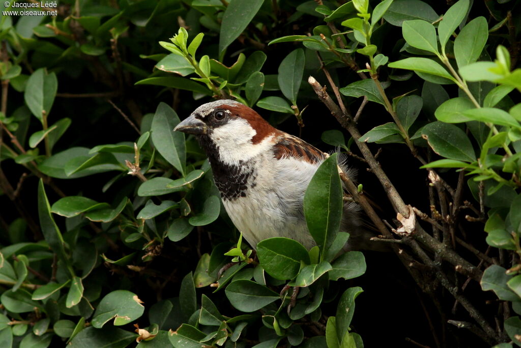 House Sparrow