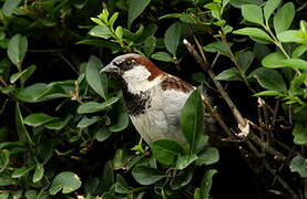 House Sparrow