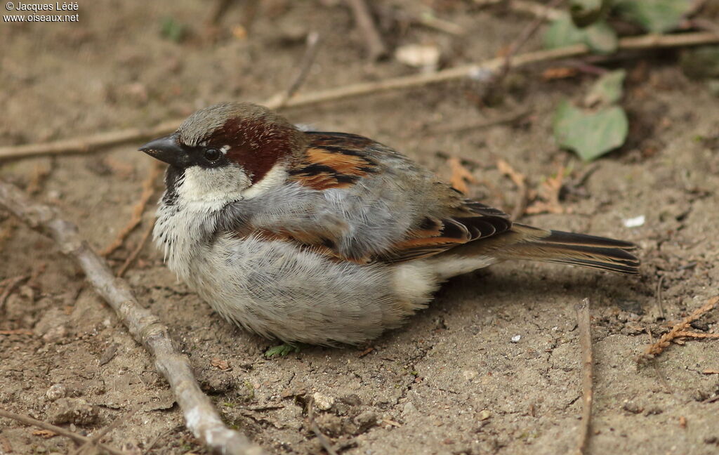 House Sparrow