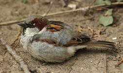 Moineau domestique