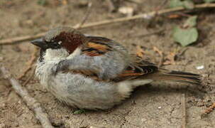 House Sparrow