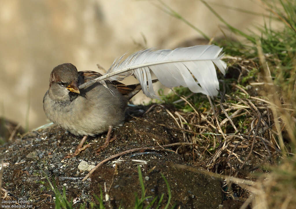 Moineau domestique, Nidification, Comportement