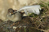 Moineau domestique