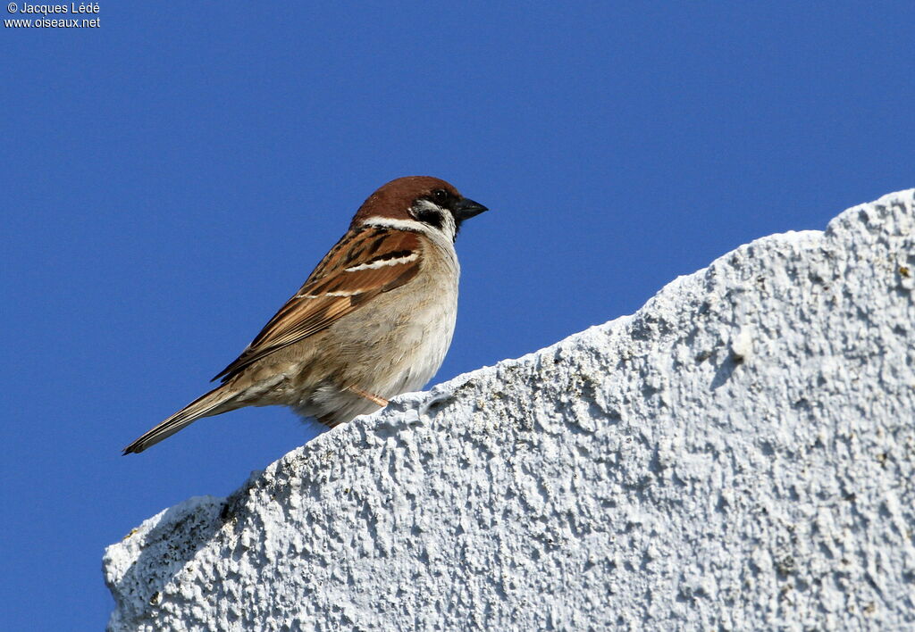 Eurasian Tree Sparrow