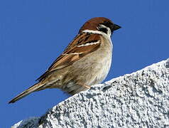 Eurasian Tree Sparrow