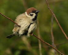 Eurasian Tree Sparrow