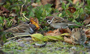 Eurasian Tree Sparrow