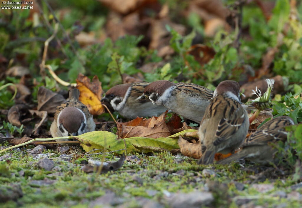 Eurasian Tree Sparrow