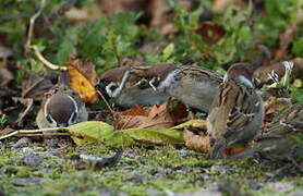 Eurasian Tree Sparrow