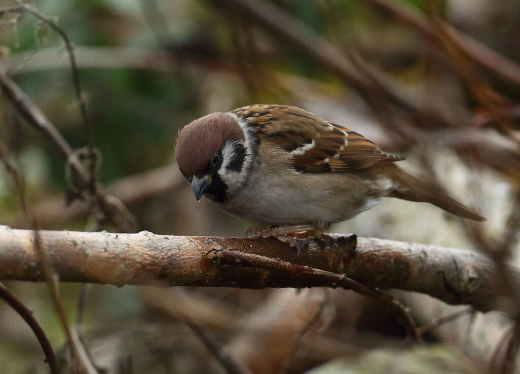 Eurasian Tree Sparrow