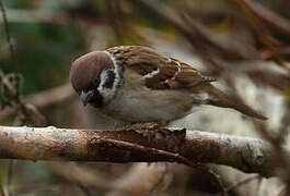 Eurasian Tree Sparrow