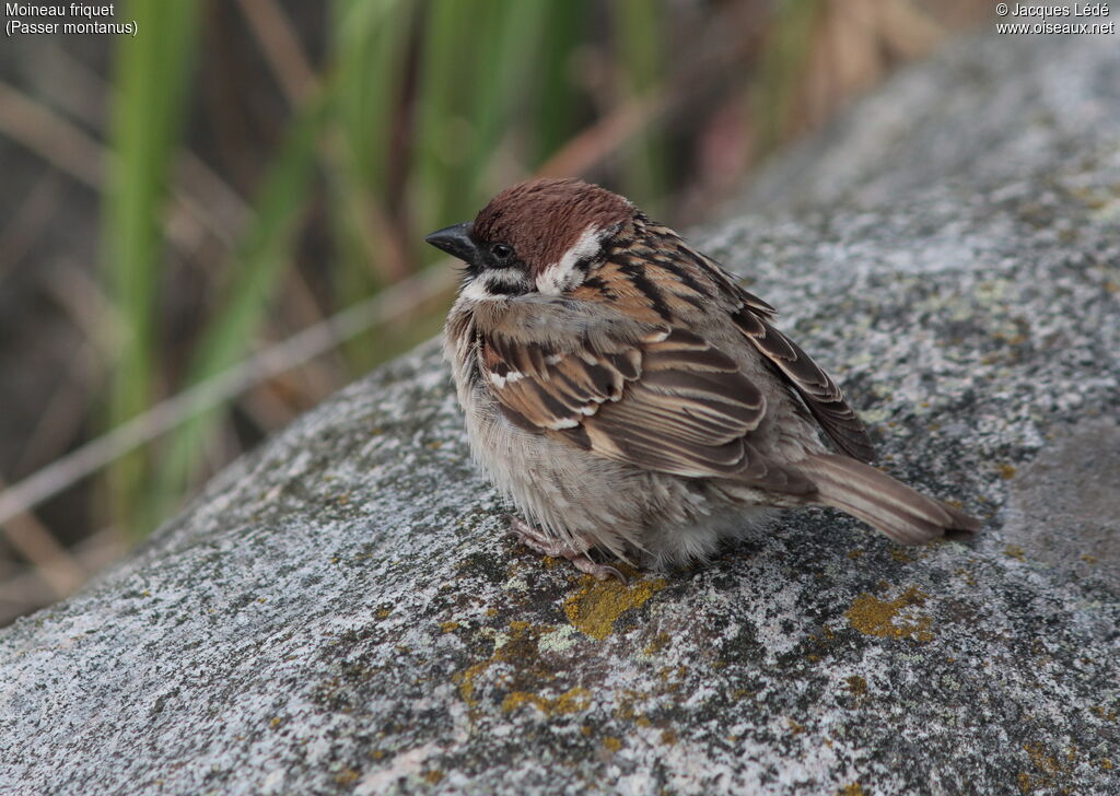 Eurasian Tree Sparrow