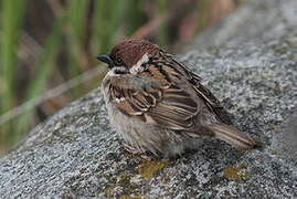 Eurasian Tree Sparrow