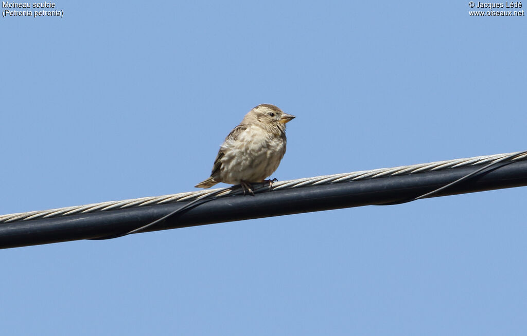 Rock Sparrow