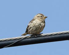 Rock Sparrow