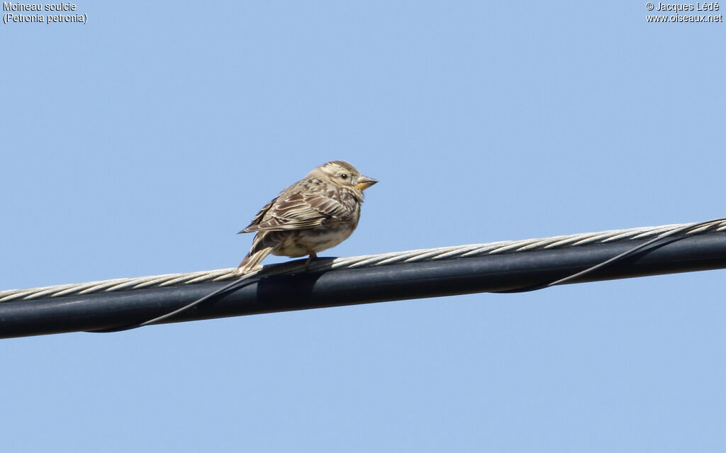 Rock Sparrow