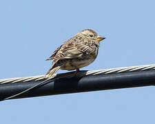 Rock Sparrow