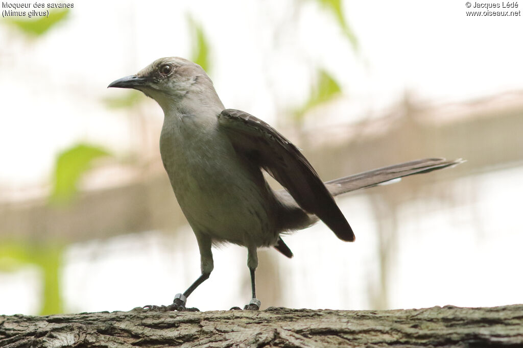 Tropical Mockingbird