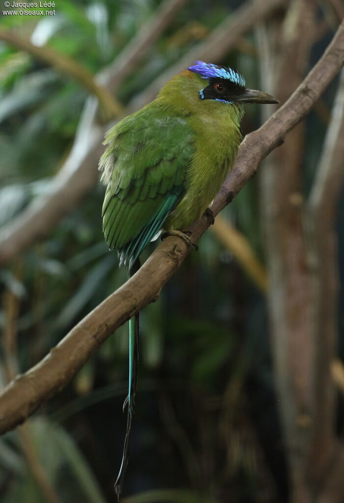 Motmot houtouc