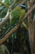 Amazonian Motmot