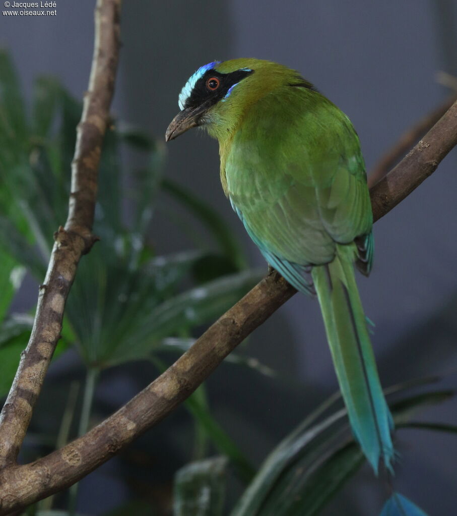 Motmot houtouc