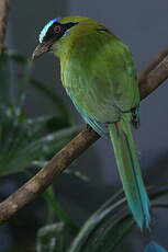 Motmot houtouc