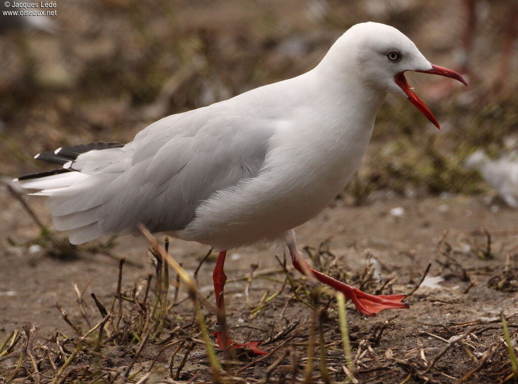 Mouette à tête grise