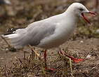 Mouette à tête grise