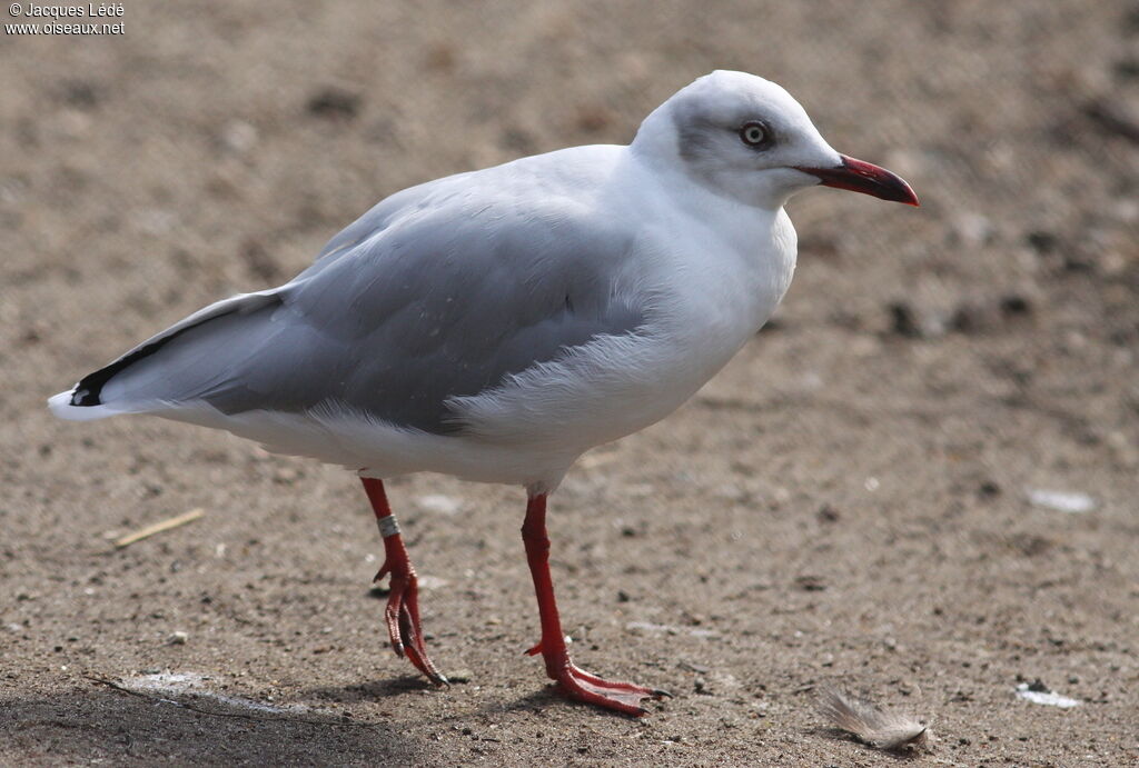 Mouette à tête grise