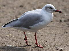 Mouette à tête grise