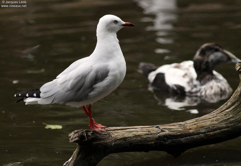 Grey-headed Gull