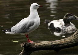 Mouette à tête grise