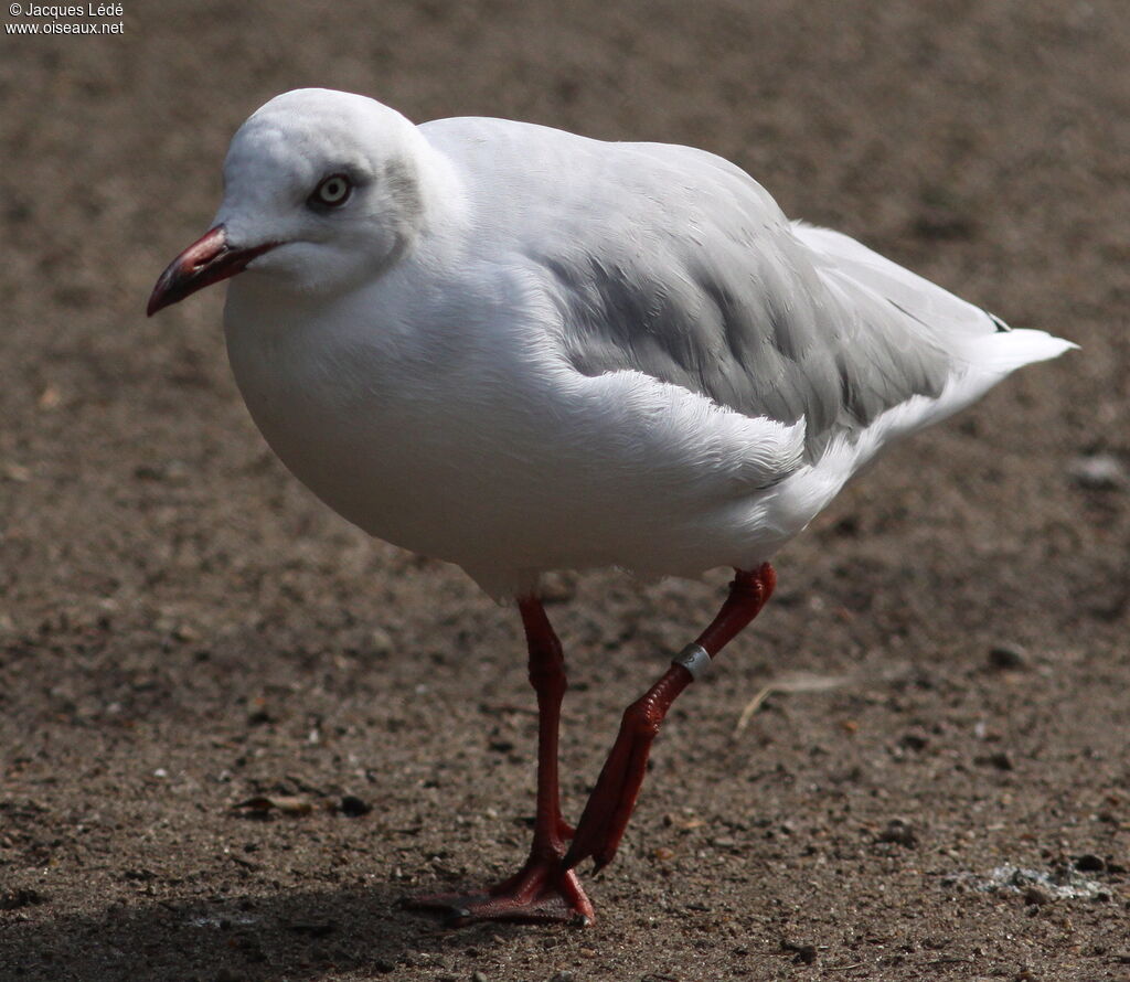 Mouette à tête grise