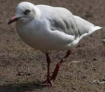 Mouette à tête grise