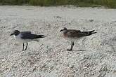 Mouette atricille