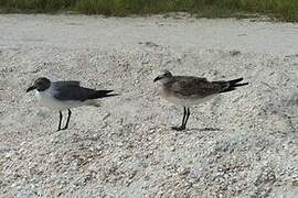 Laughing Gull