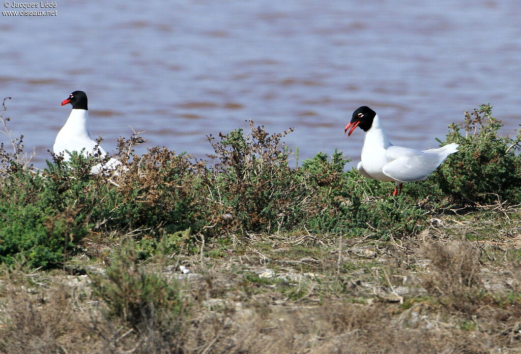 Mouette mélanocéphale