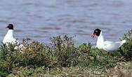 Mouette mélanocéphale