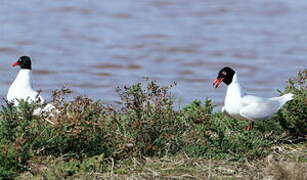 Mediterranean Gull