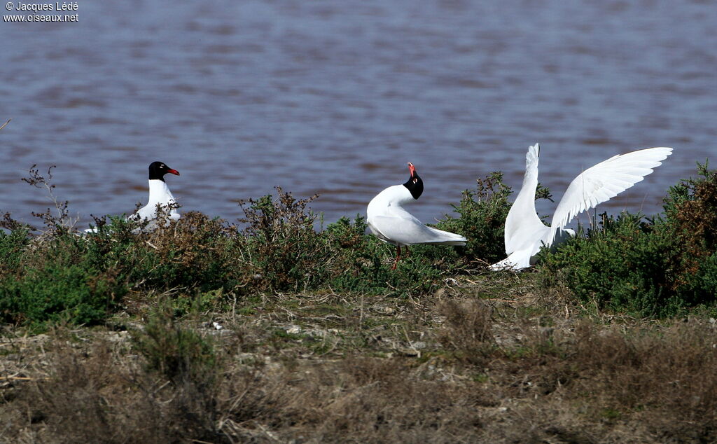 Mouette mélanocéphale