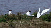 Mouette mélanocéphale