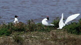 Mediterranean Gull