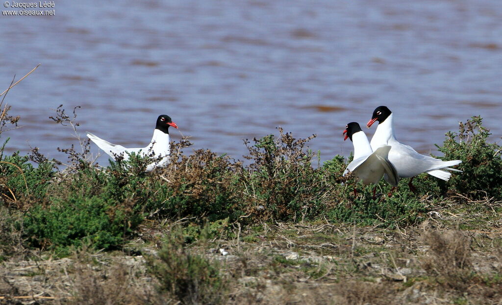 Mouette mélanocéphale